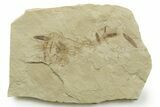 Multiple Fossil Leaf Plate - Green River Formation, Utah #368737-1